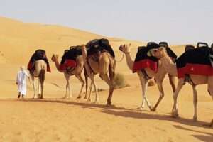 Premium Desert Safari Tickets