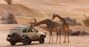 Cost for Desert Safari Zoo in Dubai