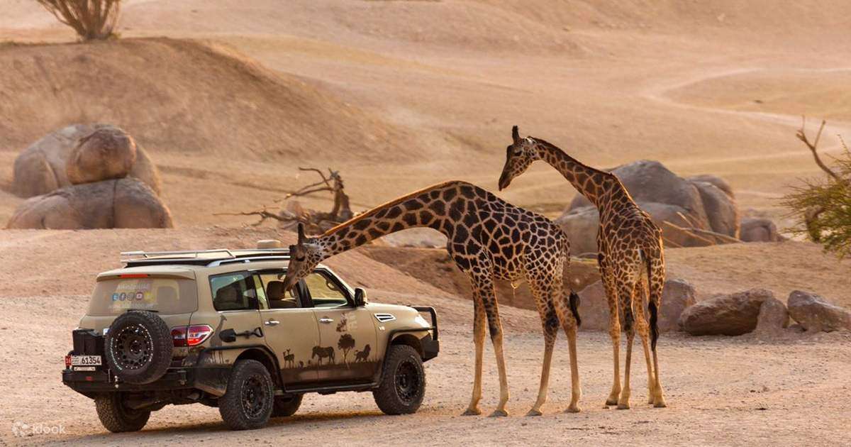 Desert safari zoo in Dubai with camels, wildlife, and budget-friendly entry costs