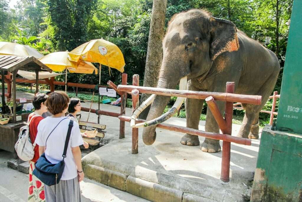 cost for desert safari zoo in dubai