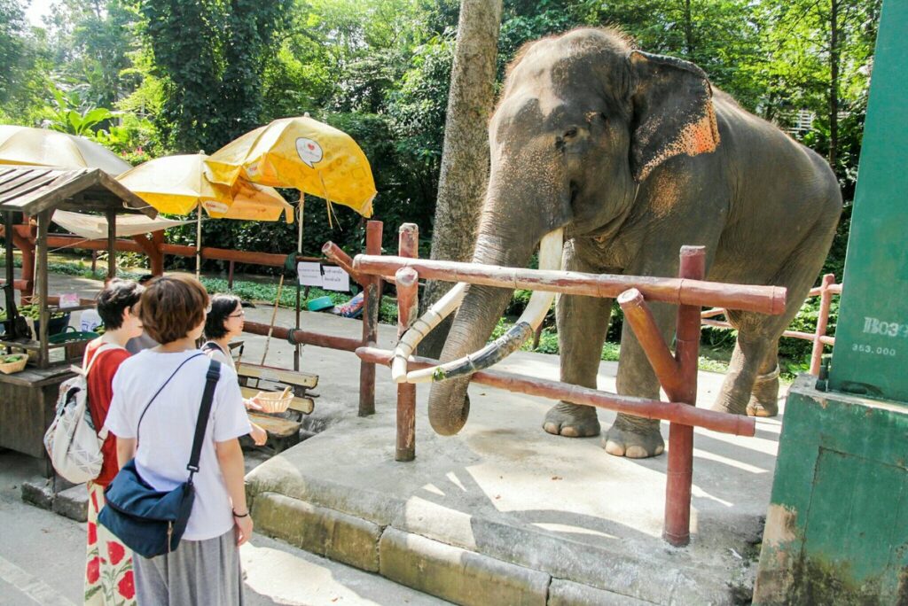 Cost for Desert Safari Zoo in Dubai