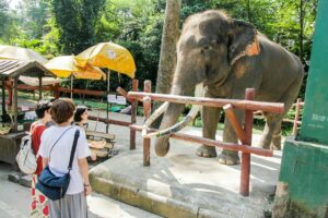 Cost for Desert Safari Zoo in Dubai