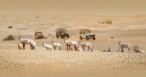 Desert safari offers in Dubai